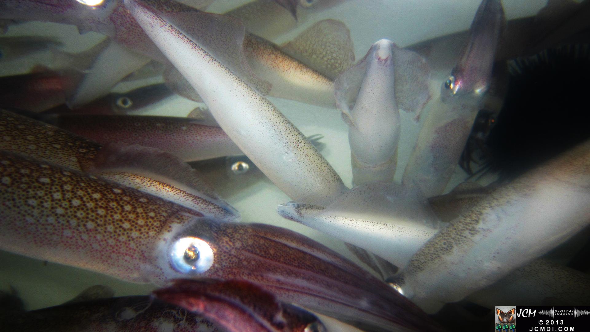 Strange little monsters � Opalescent Squid in bait tank
